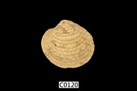 藏品(簾蛤化石)的圖片